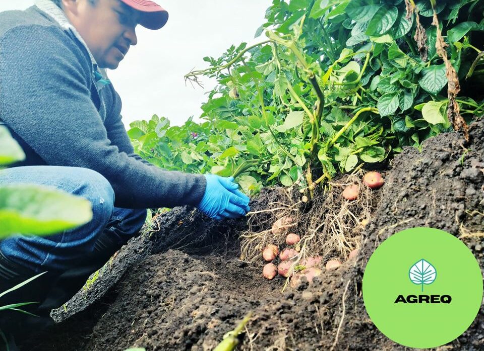 Manejo del cultivo de papa Agreq 2020